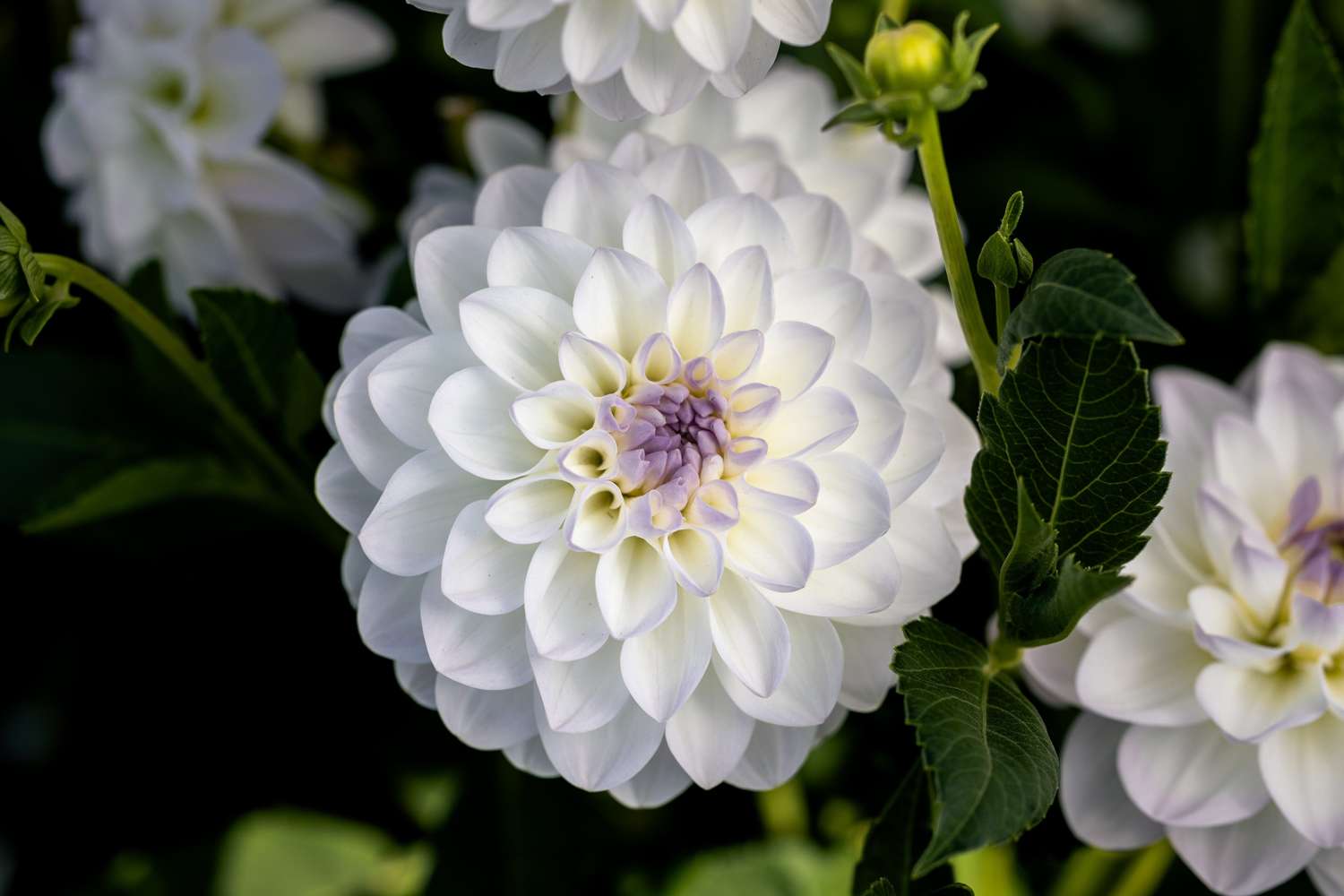 Dahlia 'Eveline'